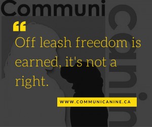 Off leash freedom is earned