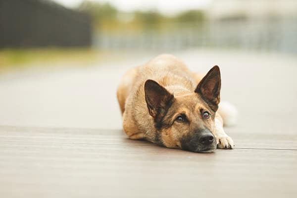 From Alpha to Understanding: A Dog Trainer’s Journey