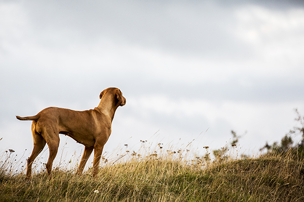 “Why?” And Other Questions To Ask When Training Your Dog