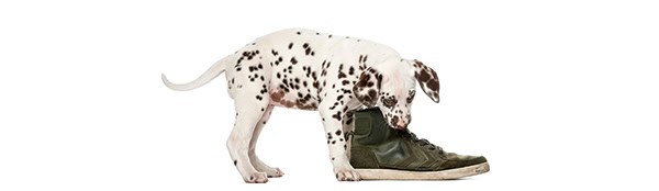 Dog Chewing Shoe