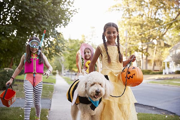 Bark Box Halloween Fun