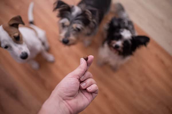 How To Successfully Fade The Lure In Dog Training