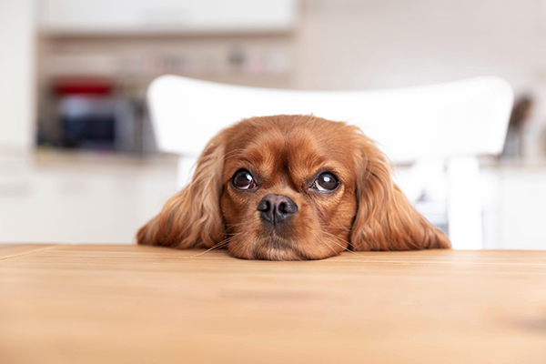 How Taking Advice From Other Dog Owners Can Harm Your Dog