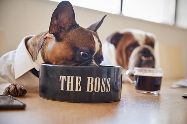 Who’s the Boss?