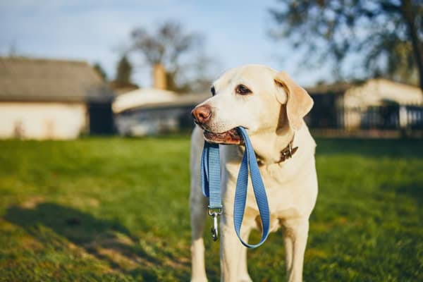 Teach Your Dog To ‘Get Dressed’