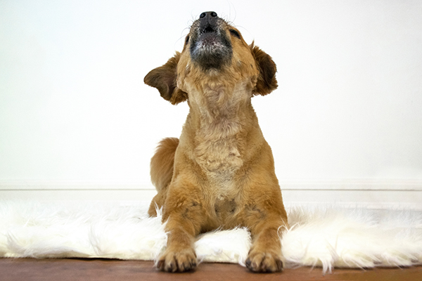 3 Tips to Help Reduce Barking When Your Dog is Alone
