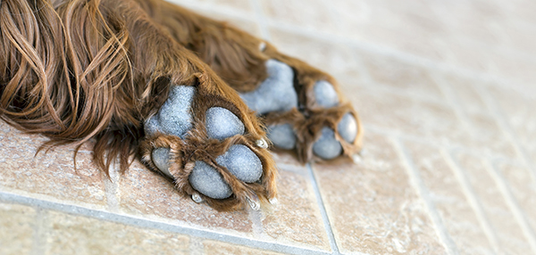 Cleaning Dirty Paws Made Easy