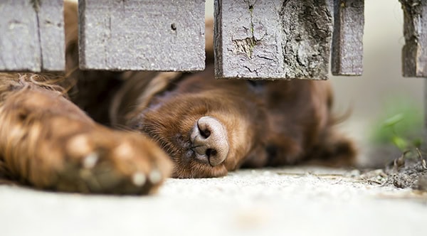 how to stop dogs from fighting through fence