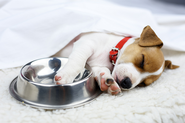 Building Comfort Around Your Dogs Food Bowl