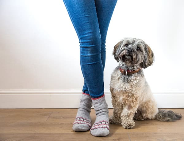 Picture of your outlet dog on socks