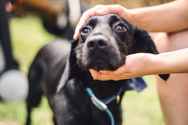 Walking Made Easy: Teaching Your Dog To Wear A Head Halter