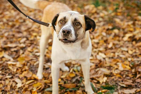 Dog-to-Dog Introductions: The Fearful Dog