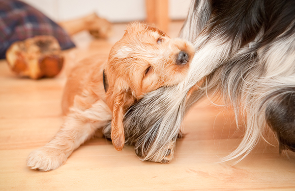 Five Tips to Stop Your Puppy From Biting