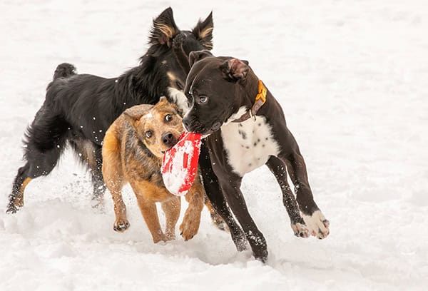 Dog Park Etiquette: Are We Having Fun Yet? Understanding Body Language in Play