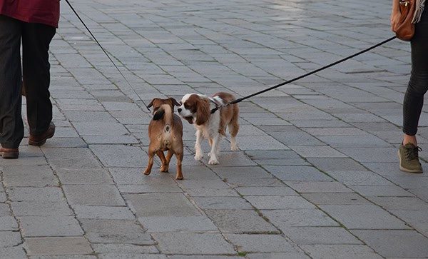 How to Safely Introduce Two Dogs On Leash