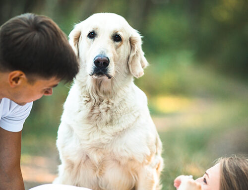 When Is Rehoming Your Dog The Best Option?