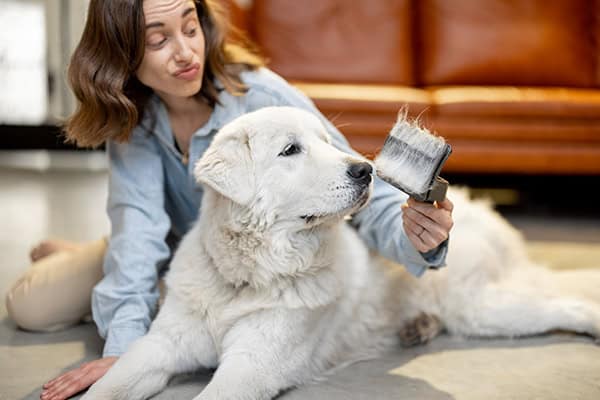 Getting Your Dog Comfortable Being Brushed