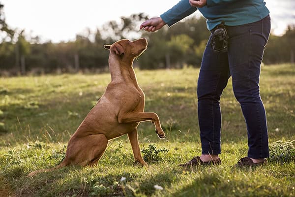 Tuna Fudge Training Treats