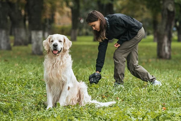 can you teach a dog to poop on command