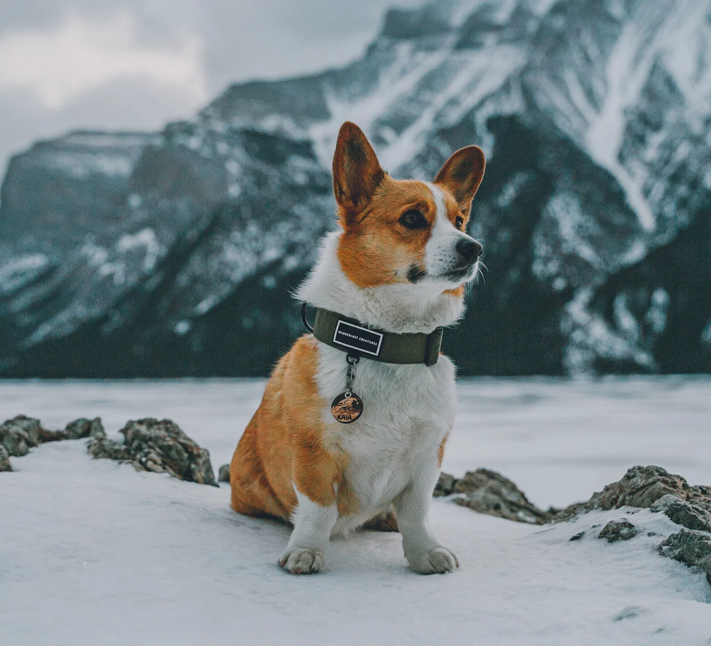 Quality Canadian Dog Collars and Tags